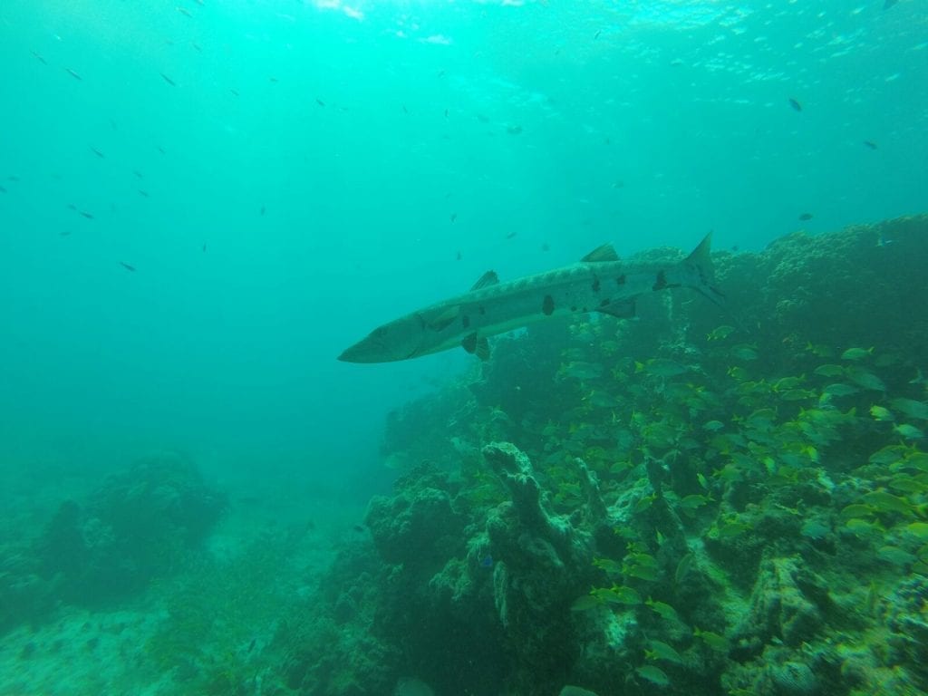 Una barracuda en el arrecife de Cancún