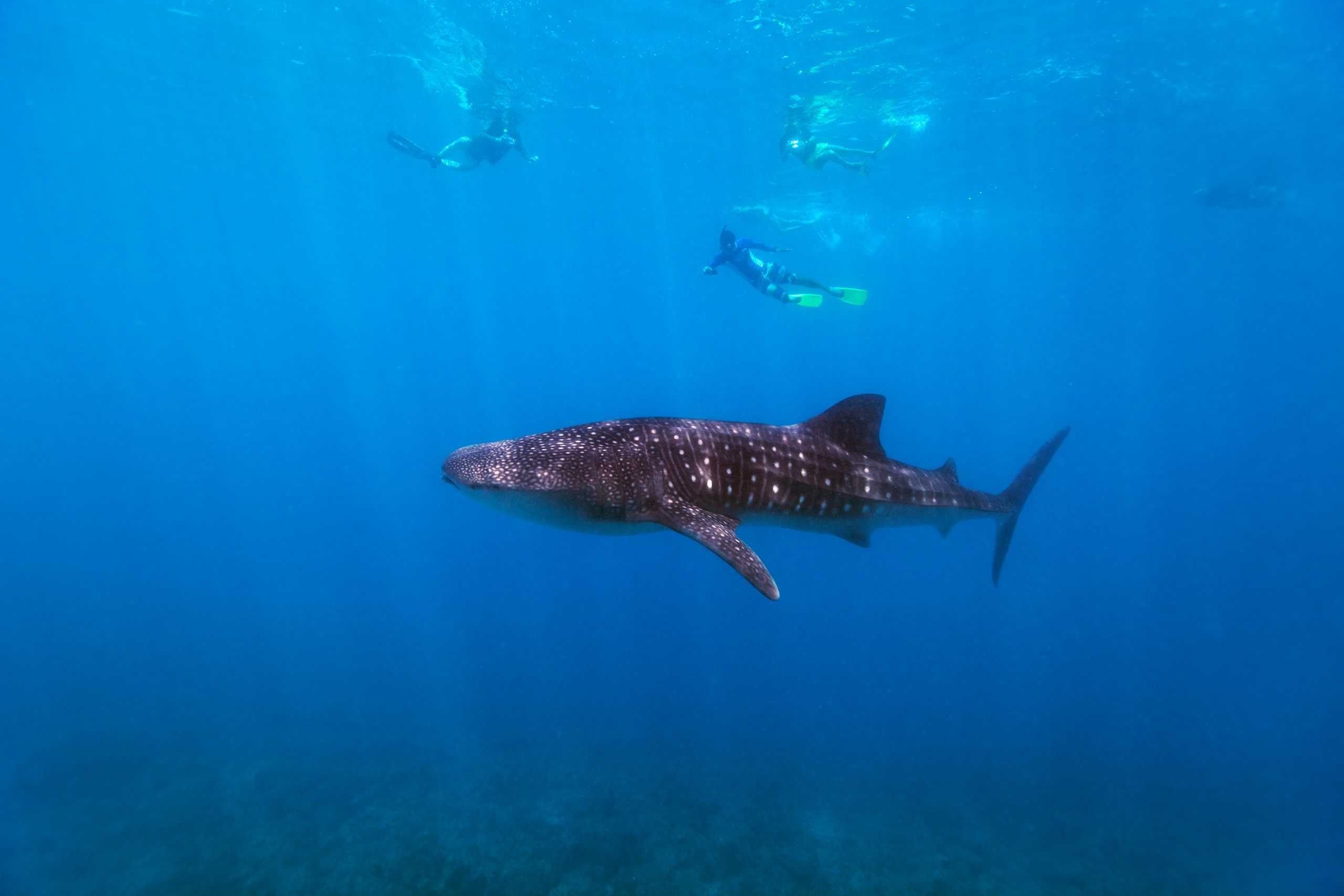 Nadando con el tiburón ballena en Riviera Maya
