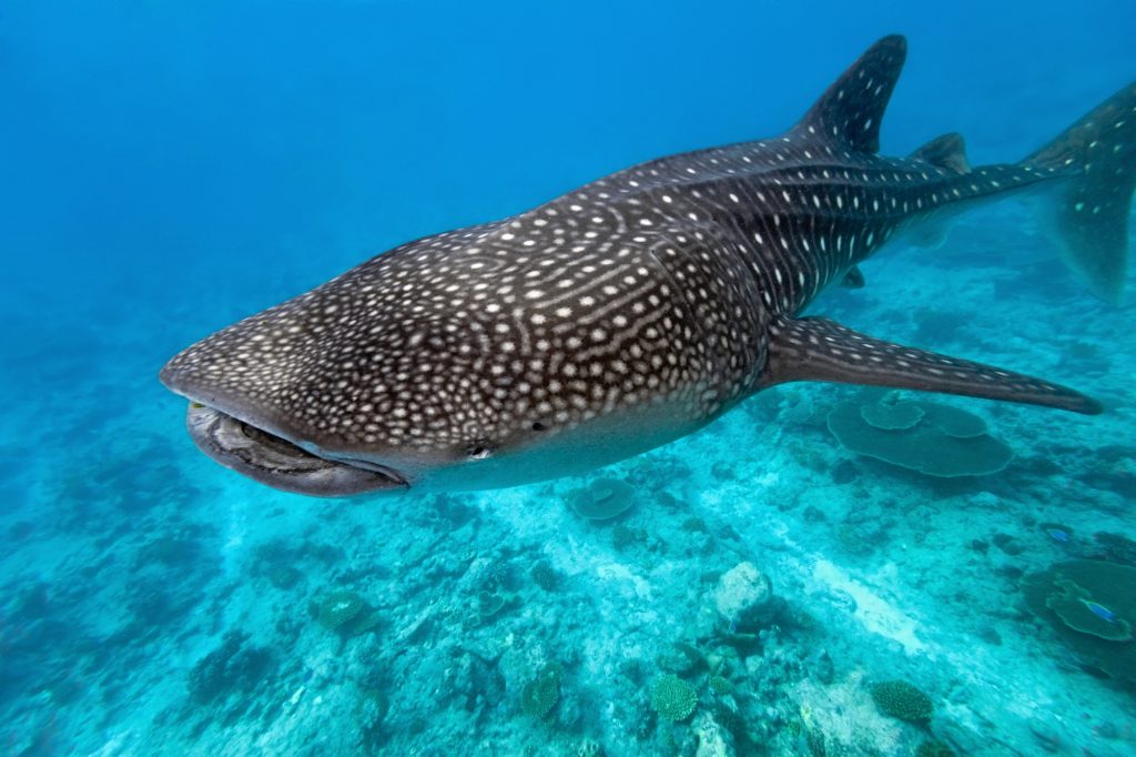 El tiburón ballena en Riviera Maya