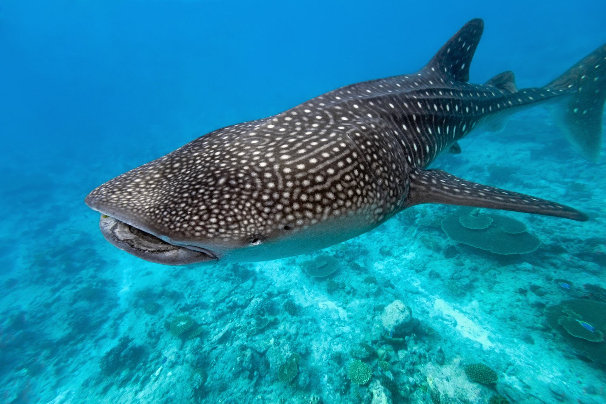 Nadar con el tiburón ballena en Riviera Maya